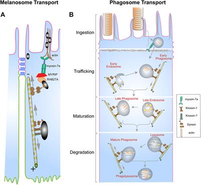 Microtubule Motor Transport of Organelles in a Specialized Epithelium: The RPE